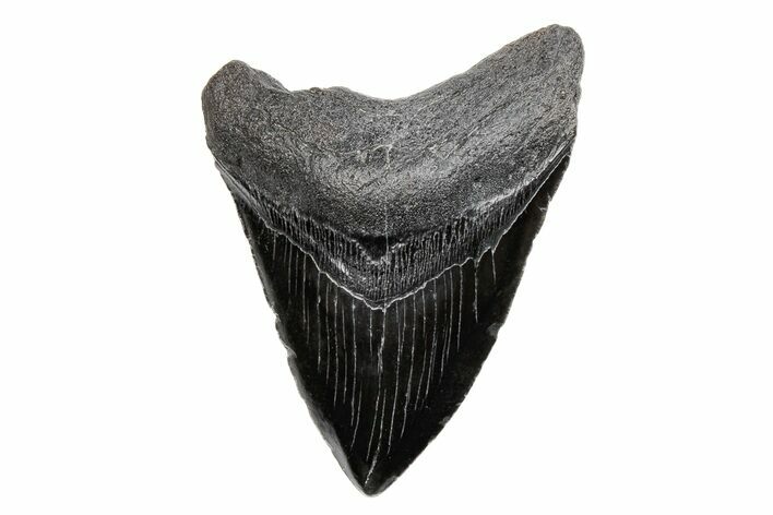 4.92" Fossil Megalodon Tooth - South Carolina